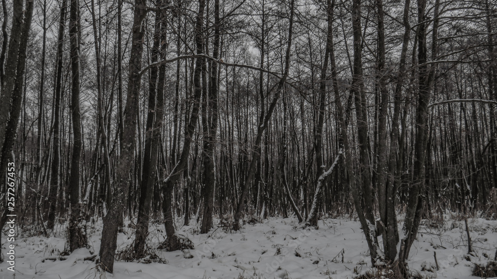 Winter landscapes of trees in the forest Winter landscapes of trees in the forest