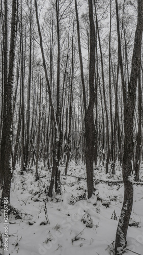 Winter landscapes of trees in the forest