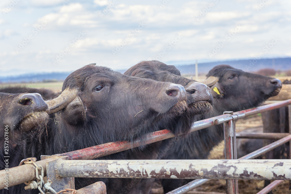 Fototapeta premium Buffalo dairy farm, adult animals, cattle in open air pen