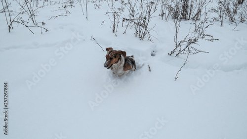 Fototapeta Naklejka Na Ścianę i Meble -  Animals in the winter steppe
