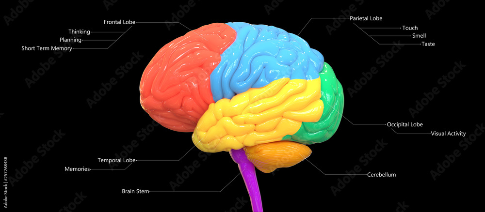 Human Brain Lobes with Detailed Labels Anatomy Stock Illustration ...