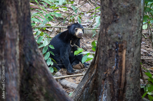 Sun bear  Helarctos malayanus  the smallest bear in the world  the sun bear native to the rainforests of South east Asia  a very talented tree climber. Borneo. Malaysia.