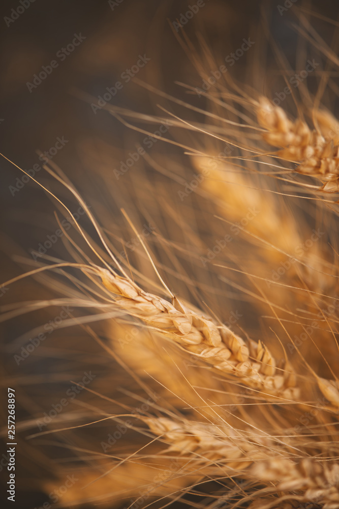 Cereals ears close-up, organic wheat Cereals ears close-up, organic wheat