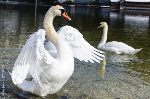 Schwan