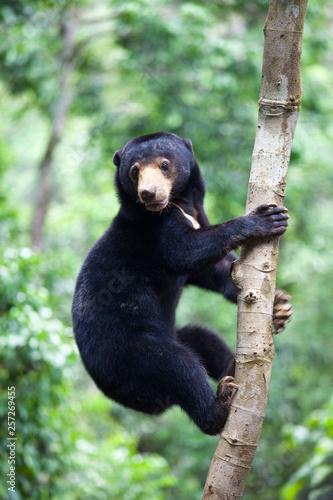 Sun bear, Helarctos malayanus, the smallest bear in the world, the sun bear native to the rainforests of South east Asia, a very talented tree climber. Borneo. Malaysia. photo