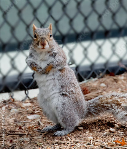 Obraz na płótnie Squirrel with New Yorker attitude w salonie