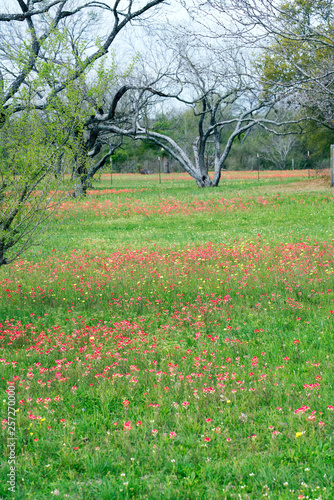 Spring Wildflowers in Texas Hill Country