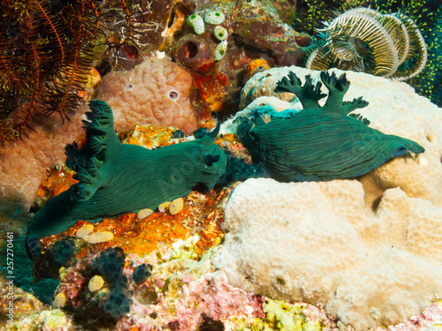 Philippines. Nembrotha milleri (Milleri's nembrotha) on corals, underwater close-up photo