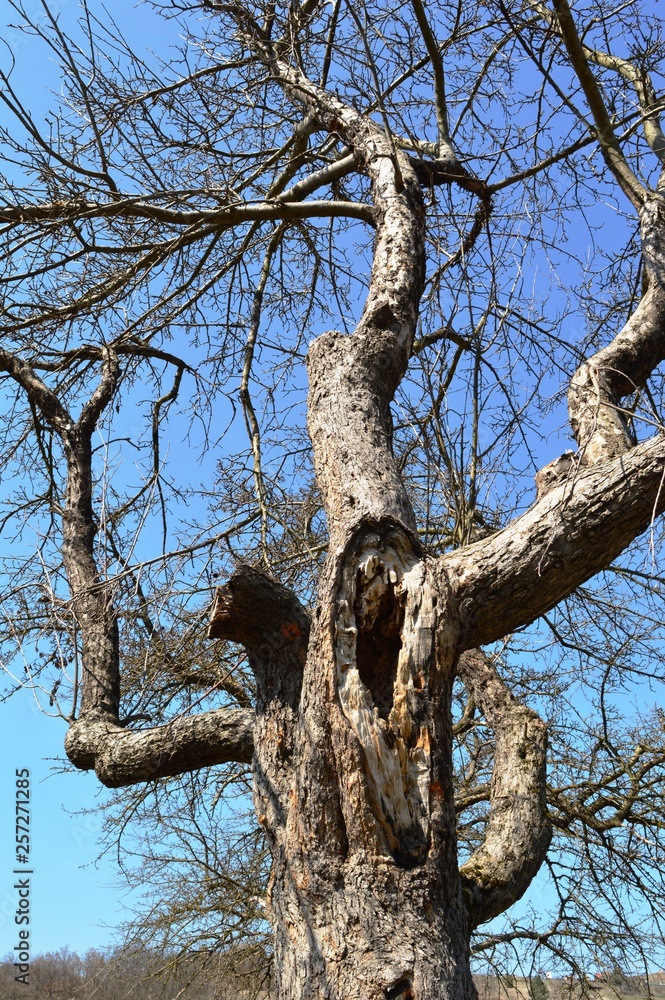Obraz premium tree with curved branches