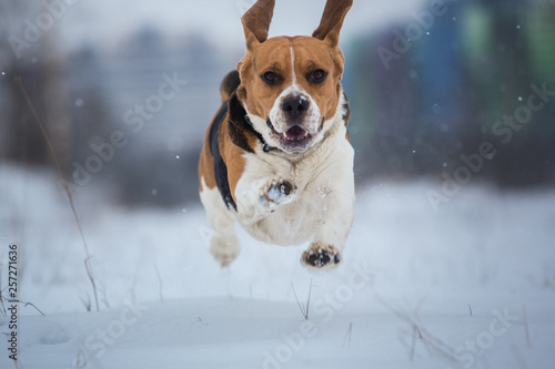 Fototapeta Naklejka Na Ścianę i Meble -  Happy beagle dog running at field in winter