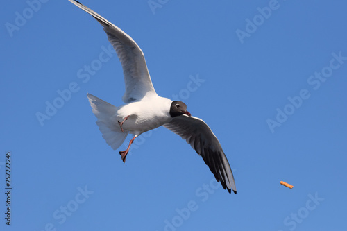 Black Headed Gull Catching Bread Mid Air