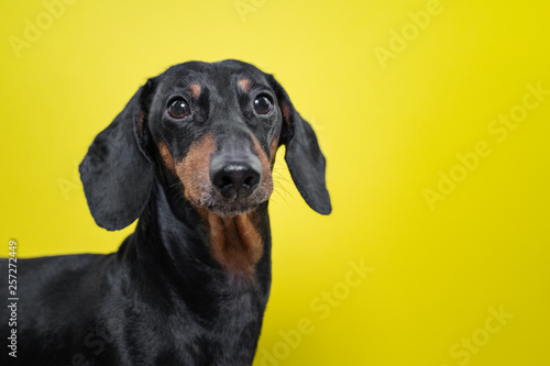 Portrait of a dog breed of dachshund, black and tan,  on a yellow background. Background for your text and design. concept of canine emotions. © Masarik