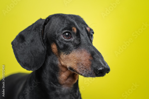 Portrait of a dog breed of dachshund, black and tan,  on a yellow background. Background for your text and design. concept of canine emotions. © Masarik