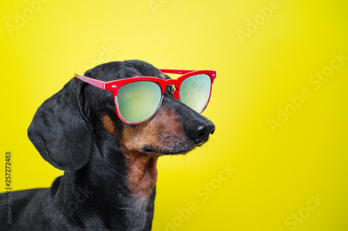 funny breed dog dachshund, black and tan, with sun glasses, yellow studio background, concept of dog emotions. Background for your text and design.