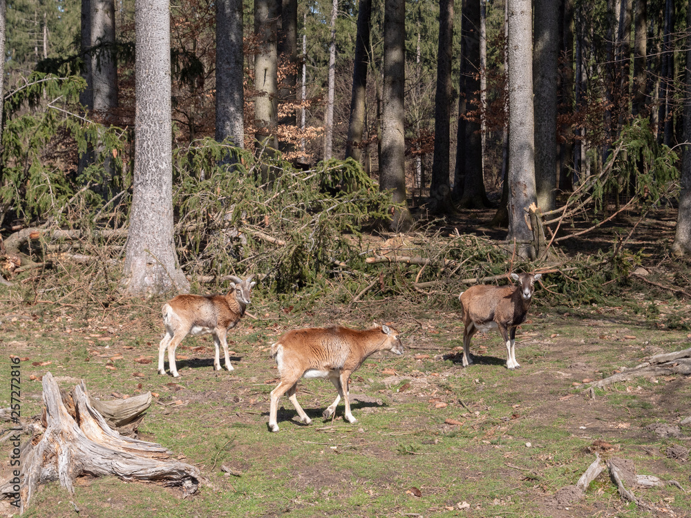 Goat and deer living together Goat and deer living together