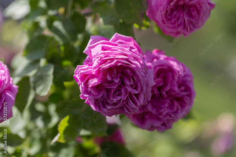 Colorful Pink Red Yellow White Rose and Flowers Colorful Pink Red Yellow White Rose and Flowers