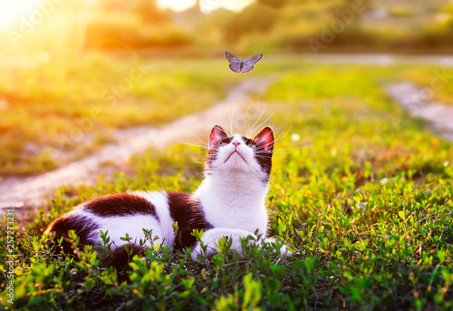 Canvas Print portrait of a cute striped cat lying in the grass in a Sunny meadow and looking