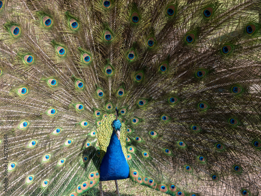 Obraz premium Peacock showing off
