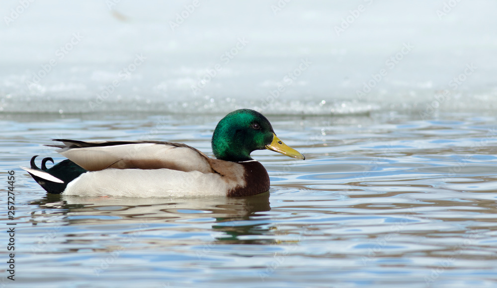 Mallard Mallard