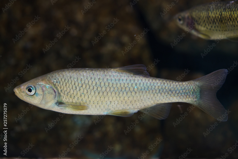 Southern Iberian chub (Squalius pyrenaicus). Southern Iberian chub (Squalius pyrenaicus).