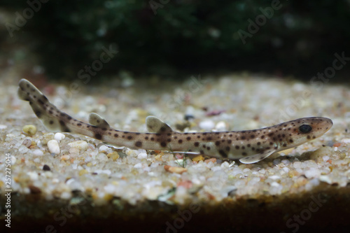 Small-spotted catshark (Scyliorhinus canicula)