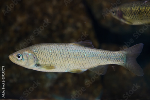 Southern Iberian chub (Squalius pyrenaicus).