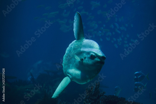 Ocean sunfish (Mola mola)