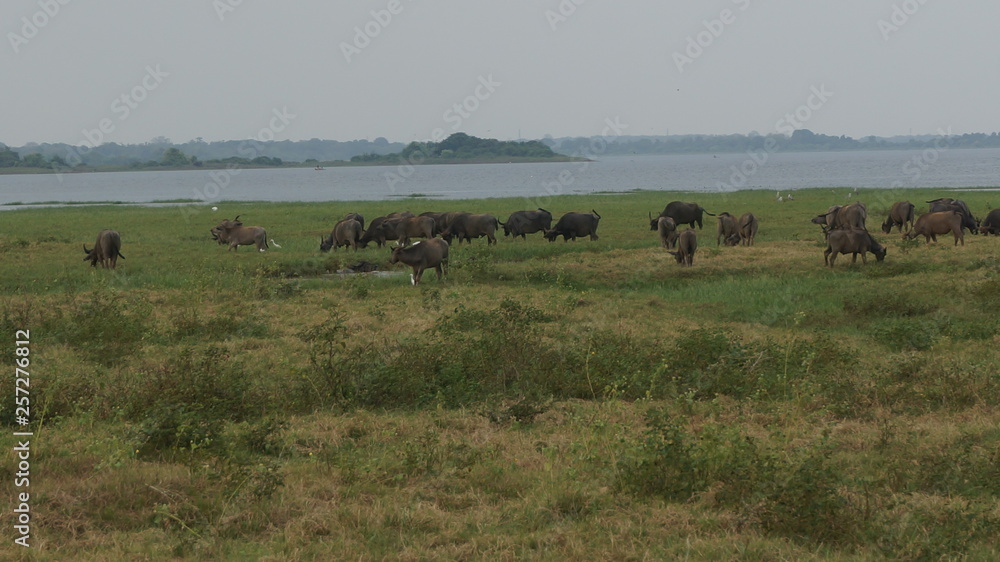 group of water buffalo.