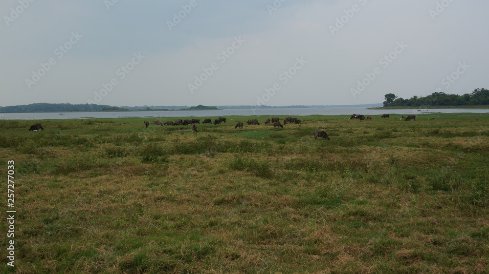 group of water buffalo.