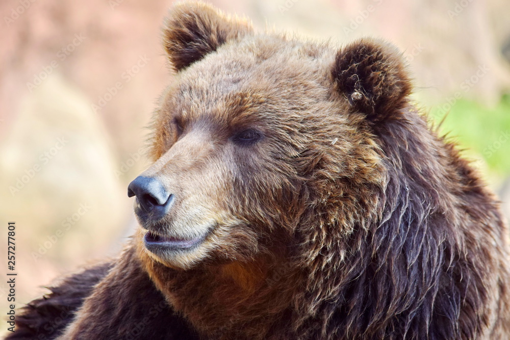 Brown Bear Ursus Arctos Beringianus Head Closeup Portrait Look