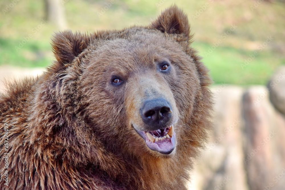 Brown Bear Ursus Arctos Beringianus Head Closeup Portrait Look Brown Bear Ursus Arctos Beringianus Head Closeup Portrait Look