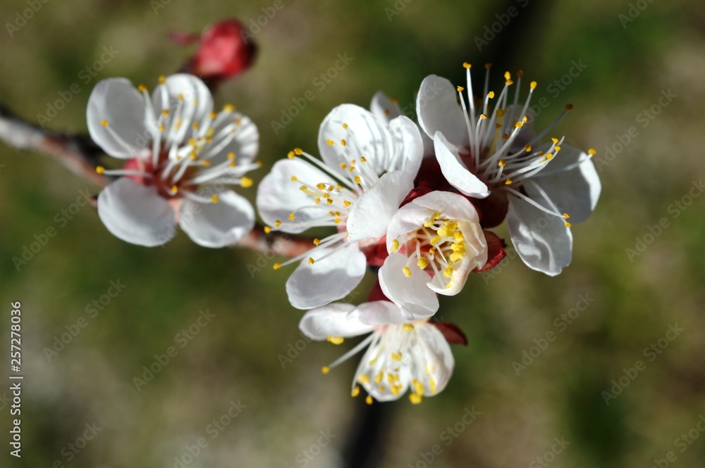 Obraz premium spring apricot flower