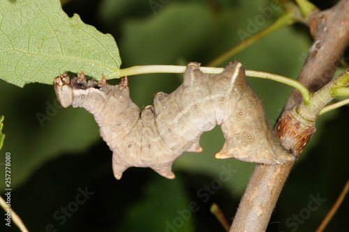 Notodonta torva (HÜBNER, [1807-1809]) Gelbbrauner Zahnspinner , Raupe DE, NRW, Wuppertal 21.05.2014 photo