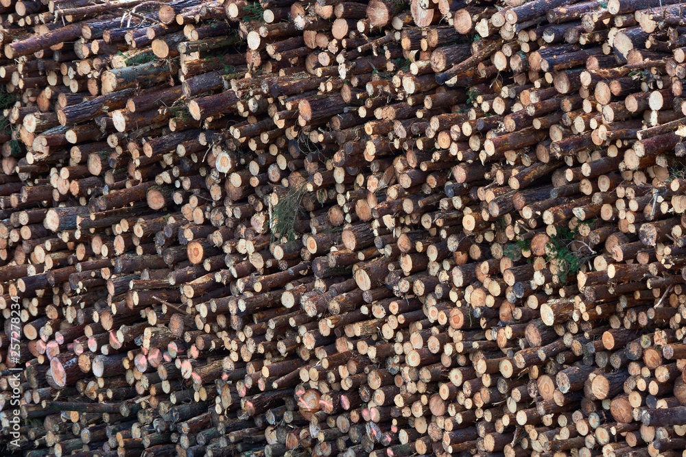 Fototapeta premium Stacked wooden logs