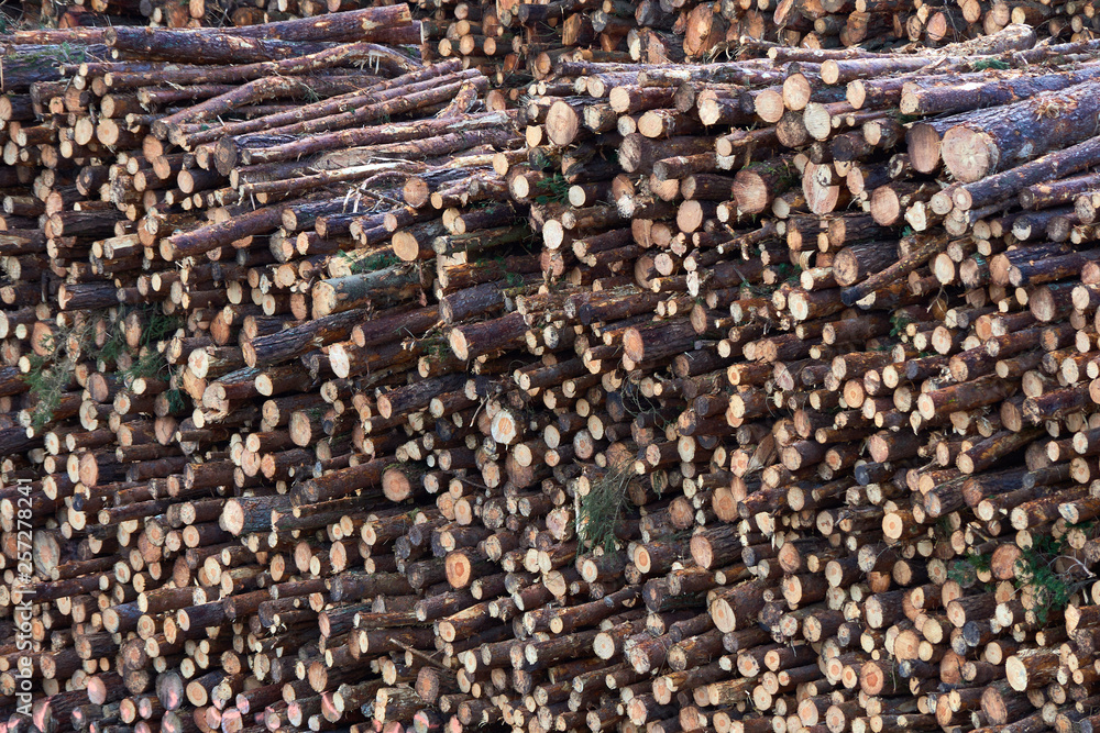 Fototapeta premium Stacked wooden logs