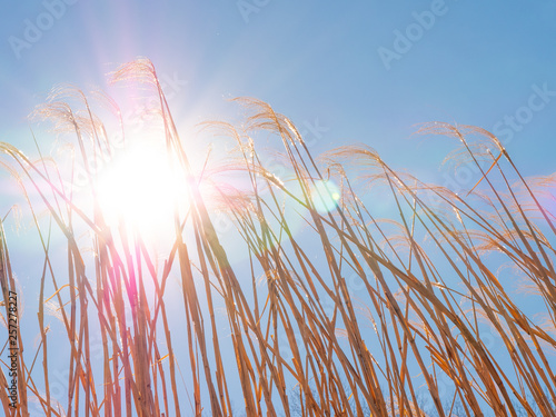 Mesmerizing wheat back lit by a beautiful sunny clear sky. Weather plants on a worn american pasture.