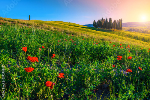 Amazing Tuscany landscape with cypress trees and blooming flowers, Italy