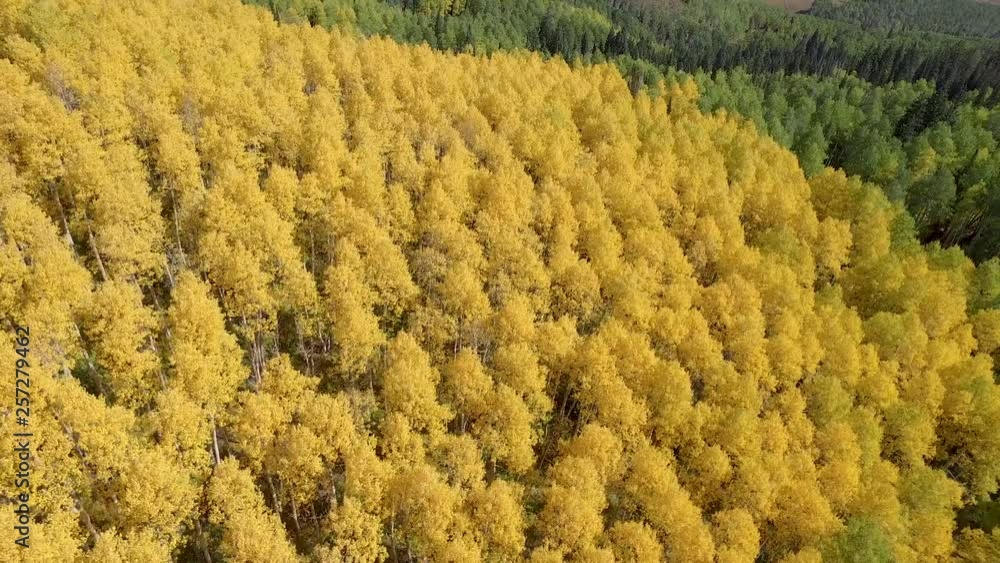 aerial flight over a patch of yellow trees fall season. As the drone flies over these autumn trees you can see the patch of yellow aspens as well as those with green leaves that haven't changed. aerial flight over a patch of yellow trees fall season. As the drone flies over these autumn trees you can see the patch of yellow aspens as well as those with green leaves that haven't changed.