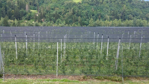 Apfelplantage im Passeiertal in Südtirol in Italien