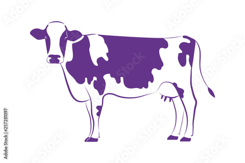 White hand drawn standing cow with violet spots. Isolated vector of farm animal. Farm animal logo for web and print.