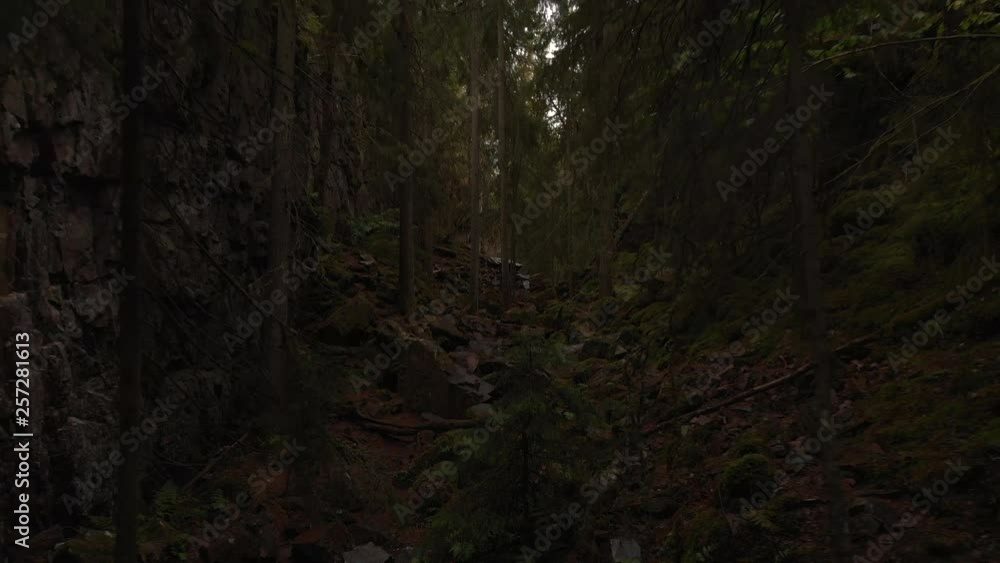 Old dark woods slow drone video Old dark woods slow drone video
