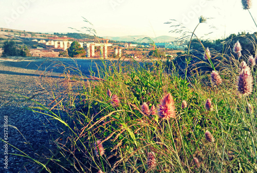 pink flowers on the side of the road 