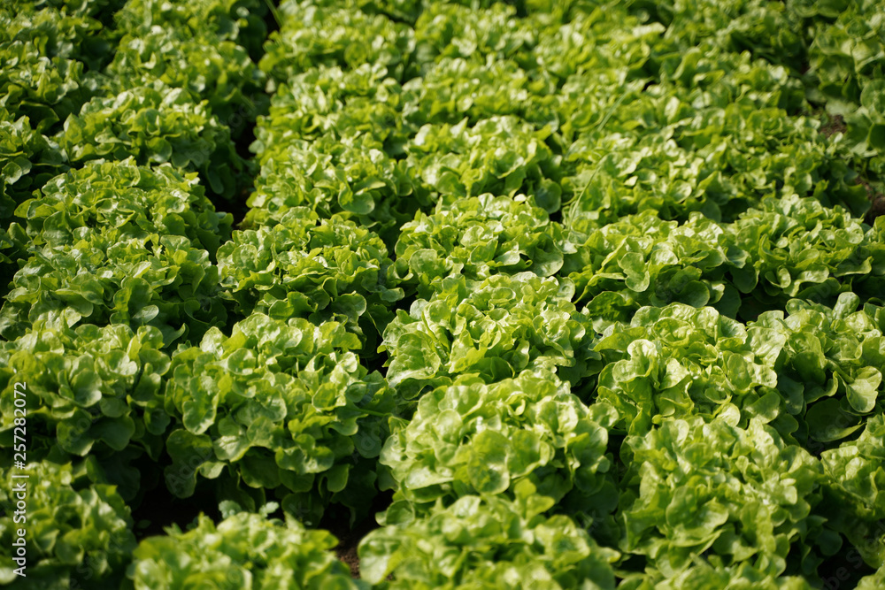 Kopfsalat Salat Anbau im Gewächshaus Kopfsalat Salat Anbau im Gewächshaus