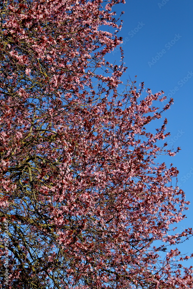 Les couleurs de printemps