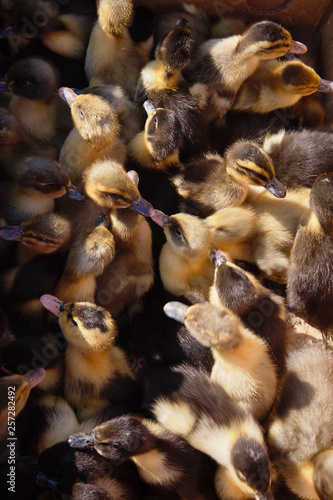 Little geese on a chicken farm © Dmitriy