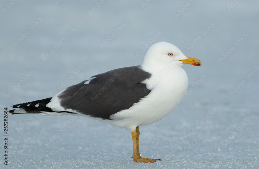 Great black-backed gull	