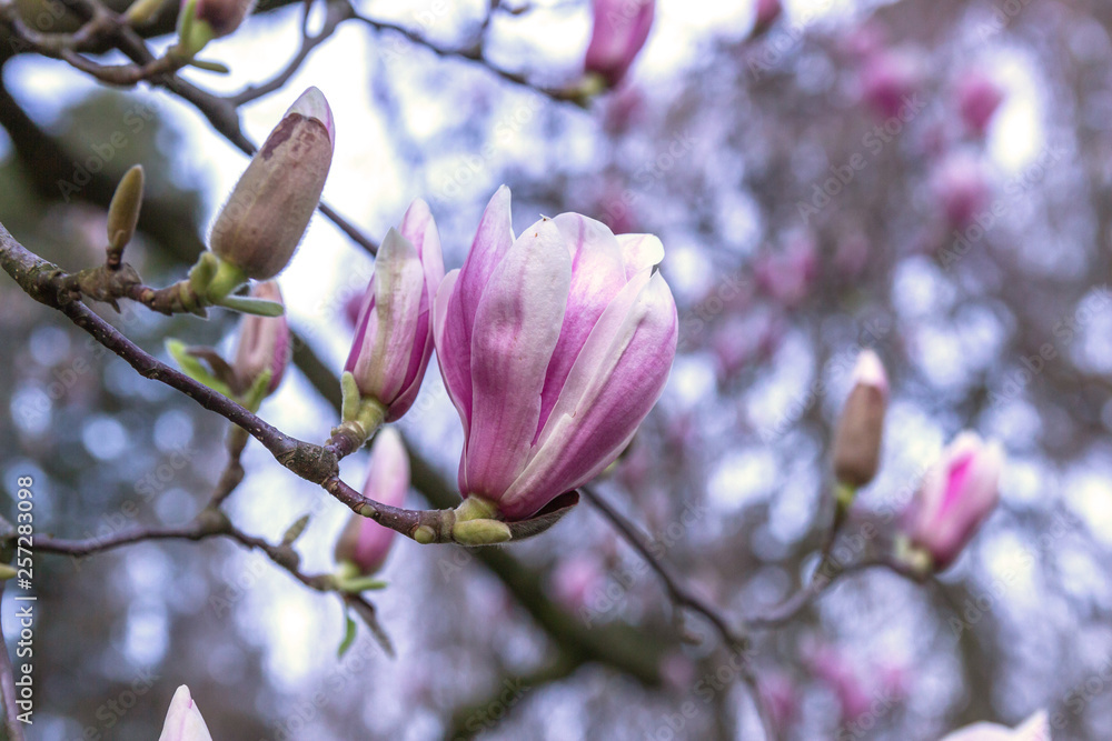 Beautiful flowering magnolia tree Beautiful flowering magnolia tree