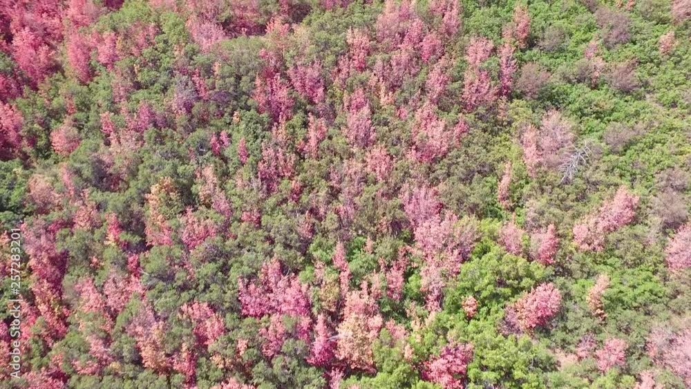 flying over fall trees with wind moving them 4K. This drone flies over trees that are changing color to red autumn leaves in 4K resolution.