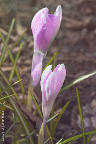 Blooming purple violet first spring crocuses flower