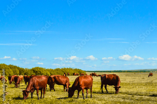 pasture © Julia Kulakova